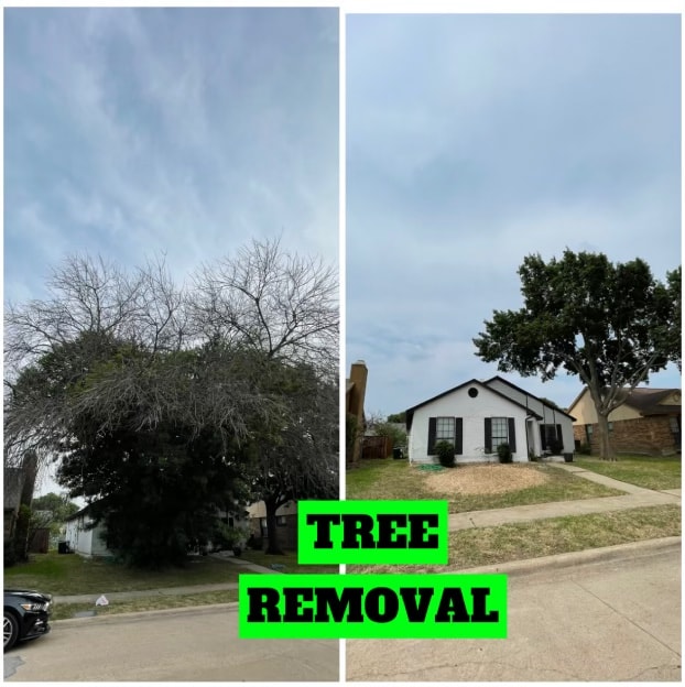 Large Ash Removal