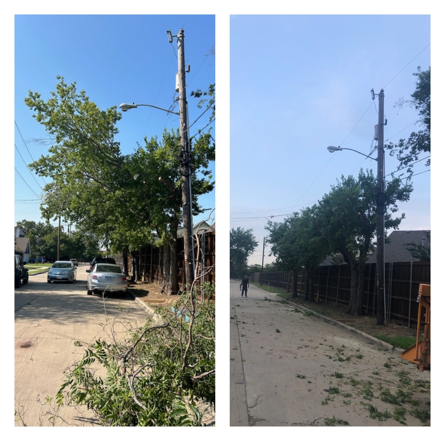 Crown Pruning & Shaping