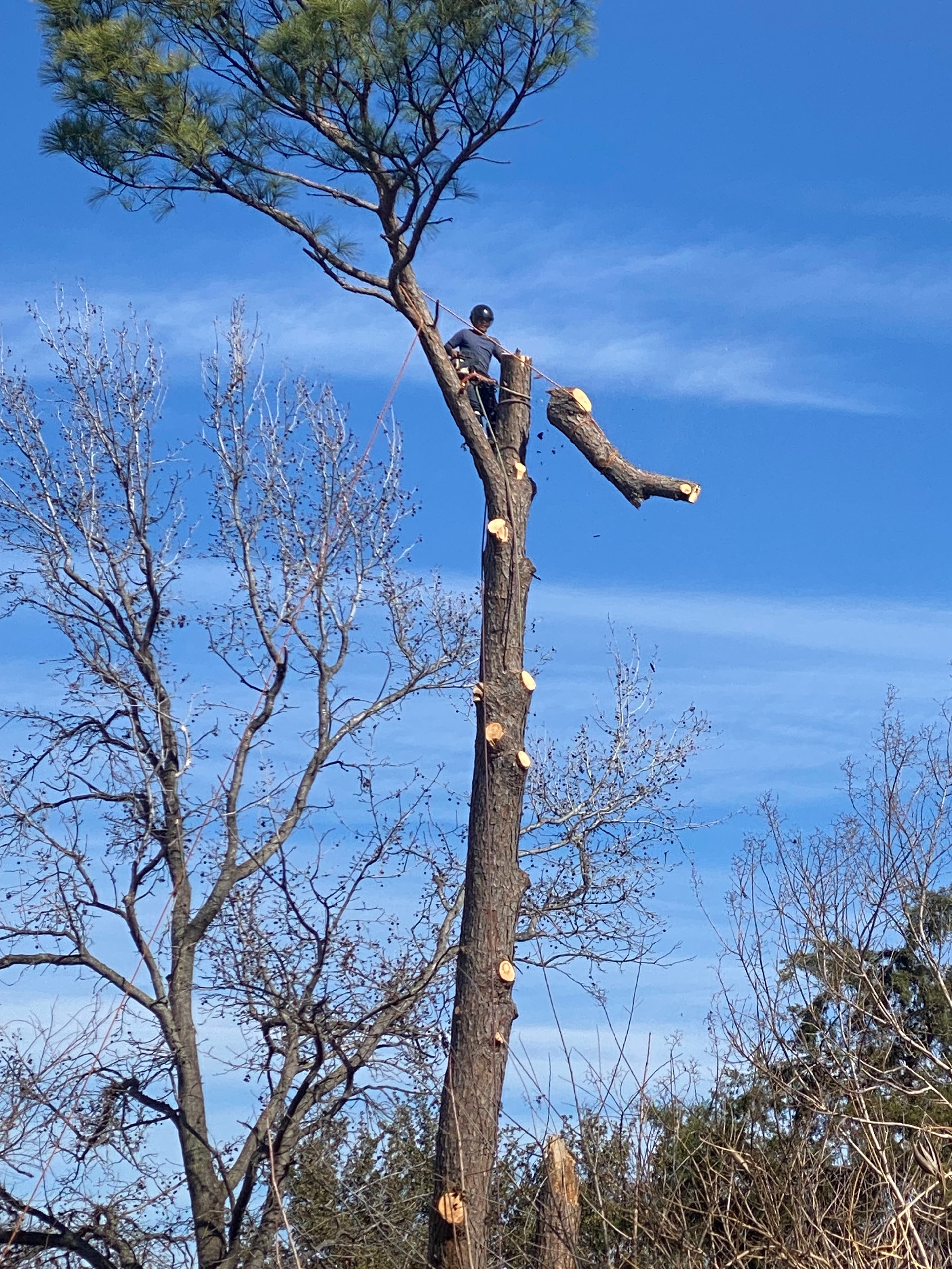 Dead Tree Removal