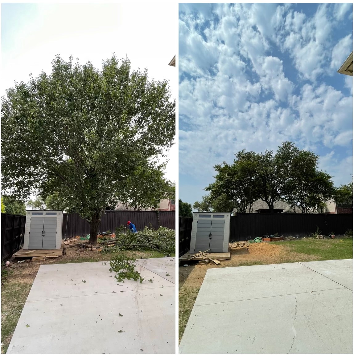 Tree Removal & Trimming Dallas-Fort Worth | Amazing Tree Care