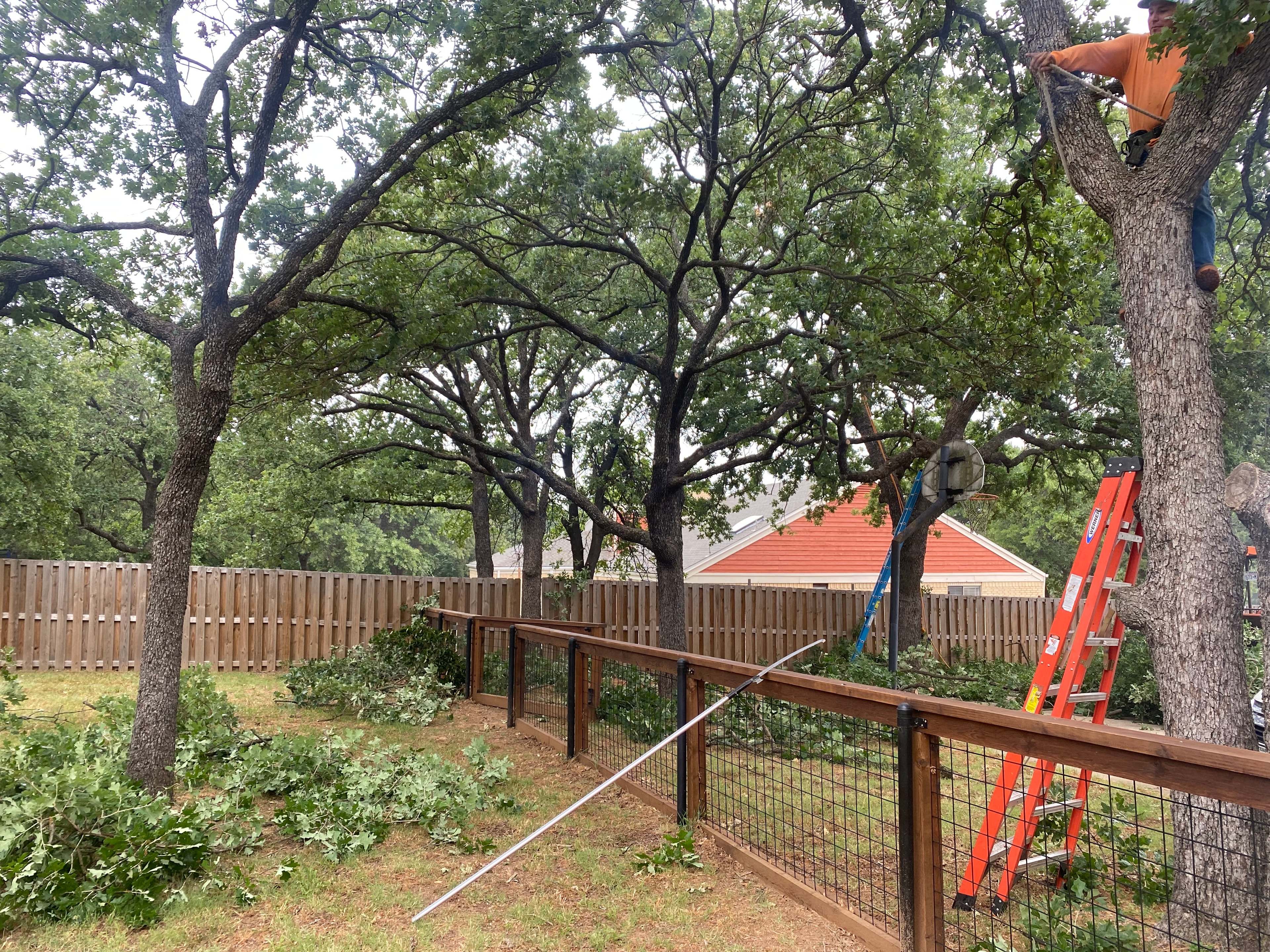 Tree Trimming & Pruning